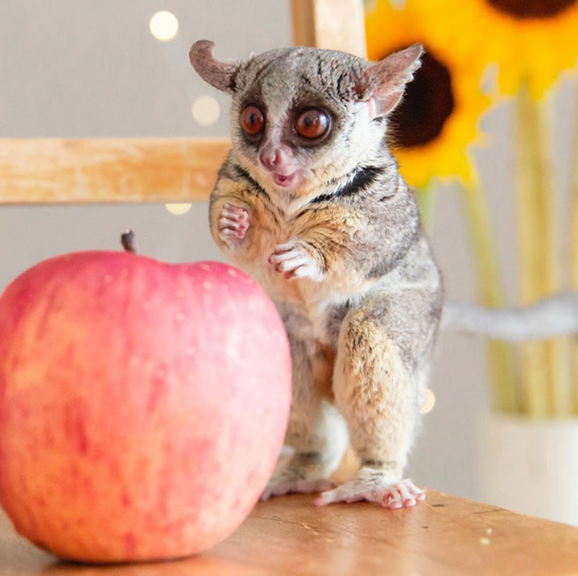 女子对婴猴百般疼爱,彼此像是家人般相亲相爱,现实版的童话故事