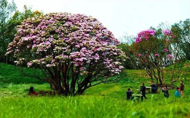 今春最後賞花打卡地金佛山杜鵑花海世界