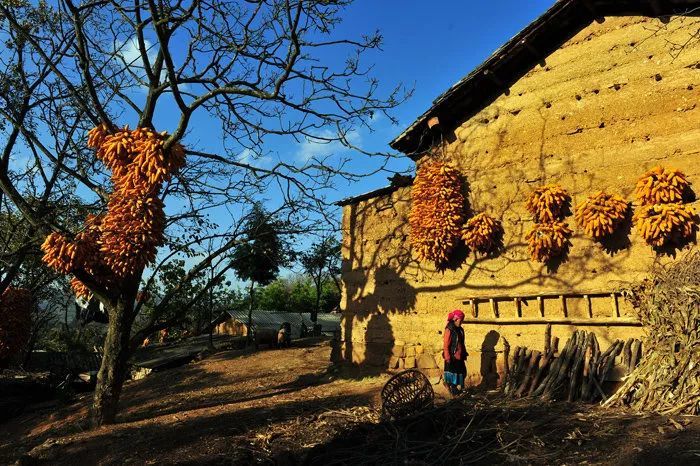 梧桐树|【梧桐听雨及其他】文学现场：2020年第148期总990期