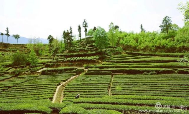 西鄉茶園阿妹採茶忙