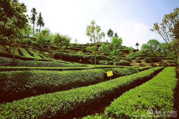 西鄉茶園阿妹採茶忙