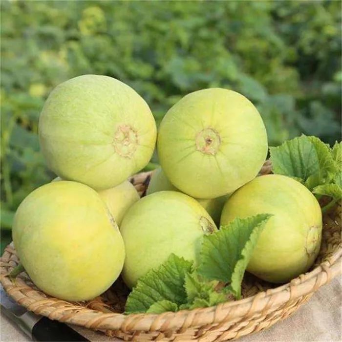 农生堂优品推荐马连庄甜瓜