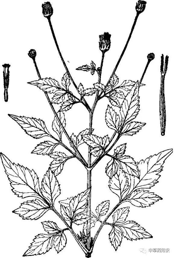 中药材金盏银盘