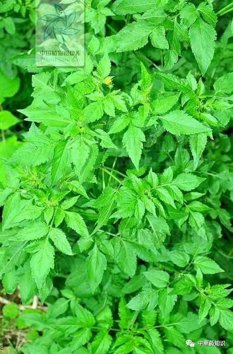 中药材金盏银盘