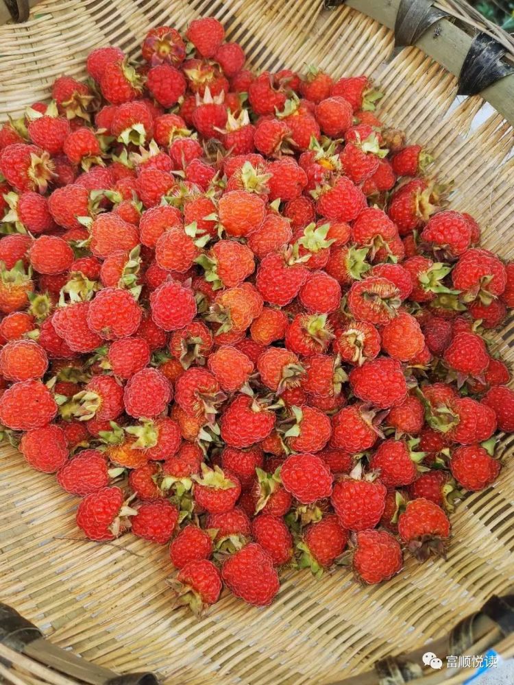 郑劲松酸酸甜甜三月泡