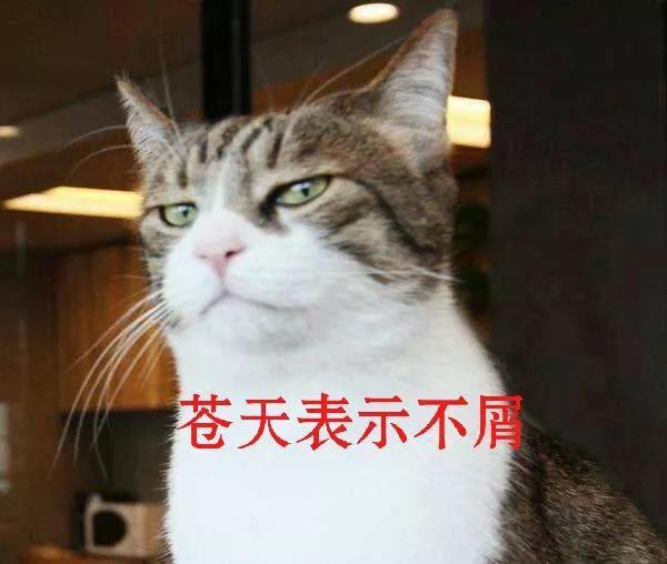 来我家做客嫌弃一屋子猫味 为了这事我跟朋友吵了起来 腾讯网