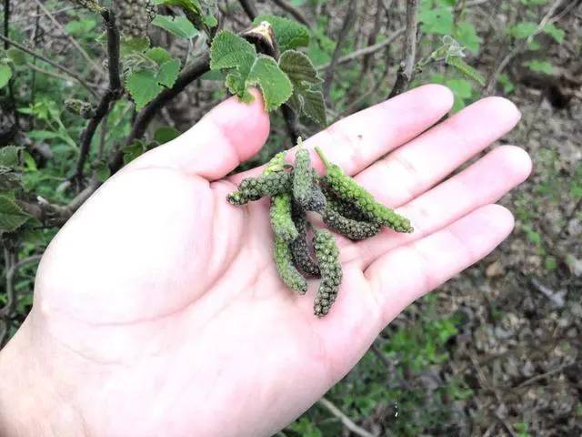 四月遇到这种野菜别放过,比香椿肉多,比槐花好吃,错过再等一年