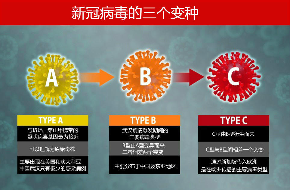 蝙蝠体内又现多种新的冠状病毒 是谁打翻了“潘多拉的魔盒”？（组图） - 4