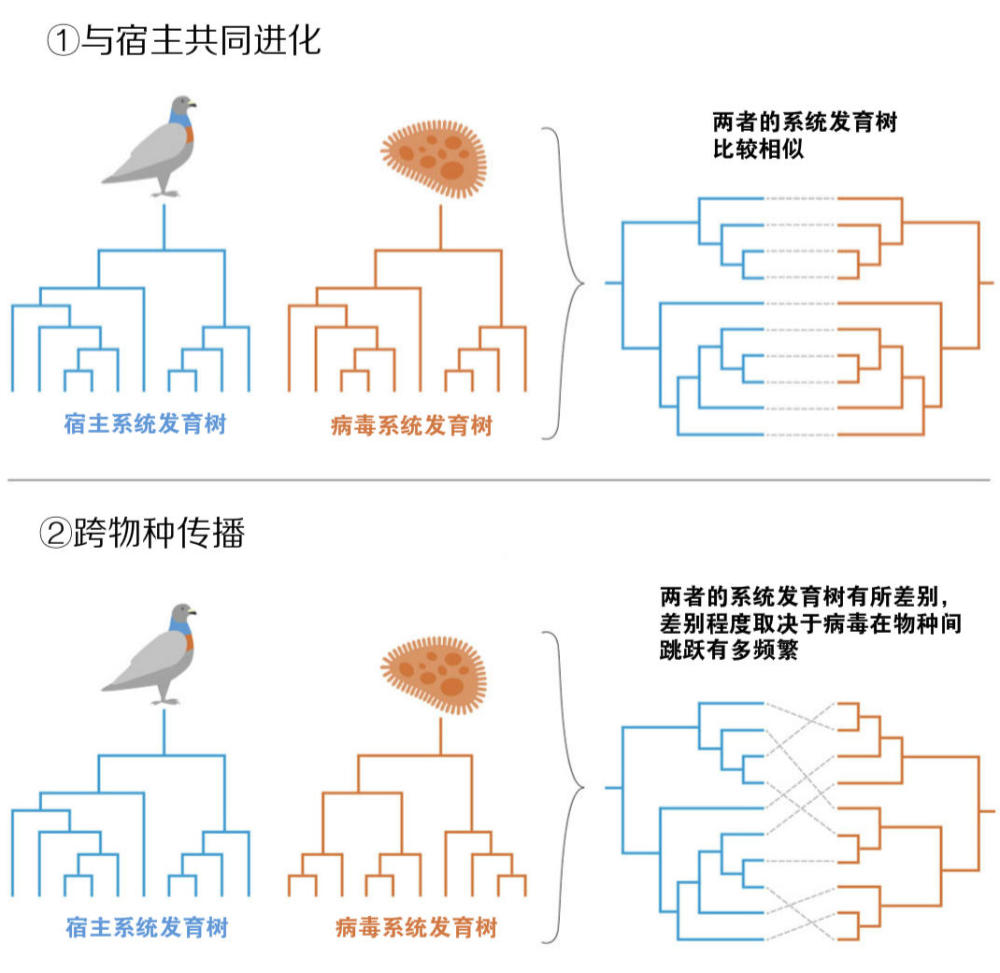 蝙蝠体内又现多种新的冠状病毒 是谁打翻了“潘多拉的魔盒”？（组图） - 8