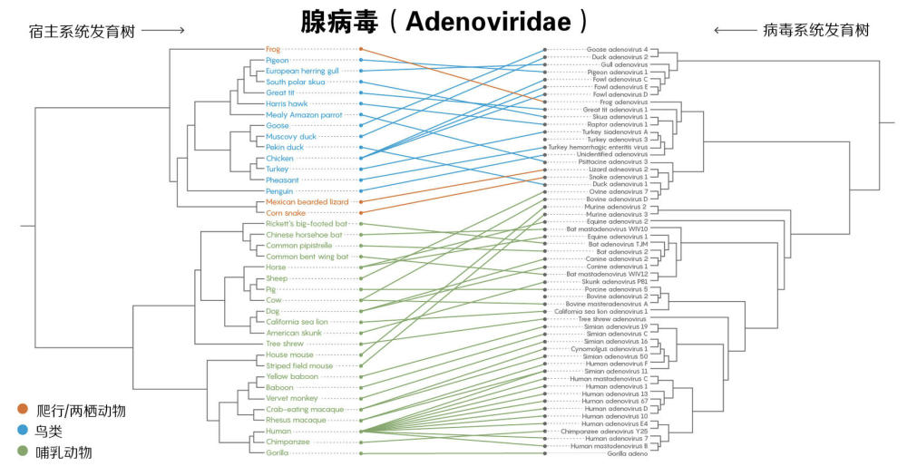 蝙蝠体内又现多种新的冠状病毒 是谁打翻了“潘多拉的魔盒”？（组图） - 9