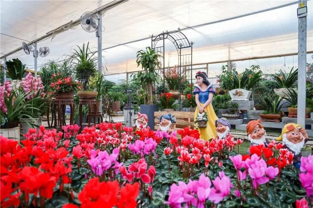 大花蕙兰等花卉包括园区广泛研发种植的拥有上百种花卉品种目前基地内