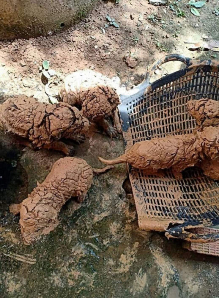 幸好水井不深,而且底部有厚厚的泥巴做缓冲,所以小奶狗们并无大碍.