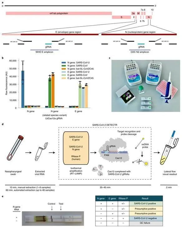 基于CRISPR的SARS-CoV-2快速诊断技术_腾讯新闻