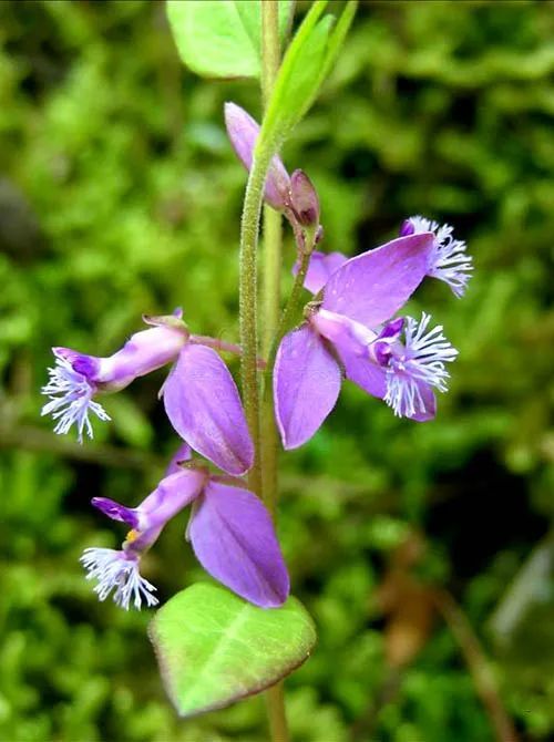 这草药,既可治失眠,又可治肺炎扁桃体炎等!如金子般珍贵