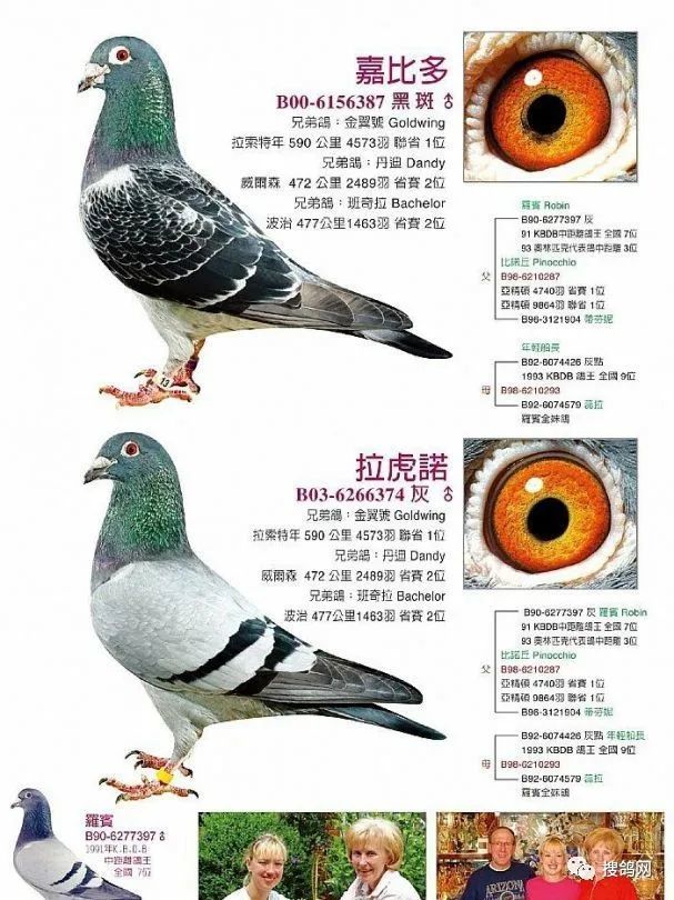 胡本家族的基础种鸽赏析