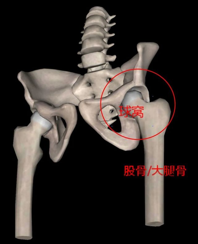 我们来了解一下髋关节和膝关节之间的关系.