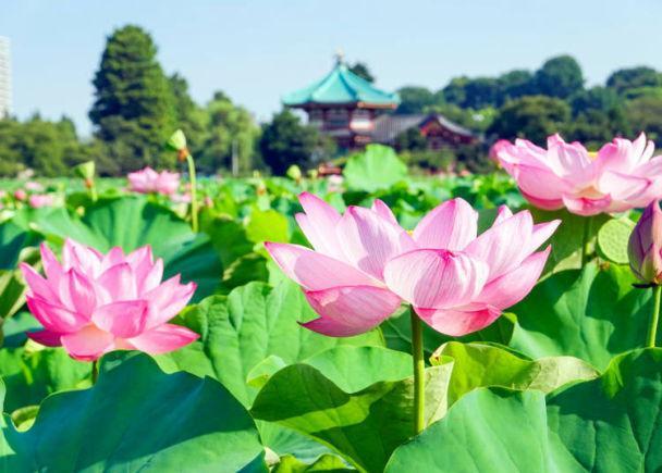 四季不相同的梦幻美景 东京上野公园春 夏 秋 冬的迷人之处 美景 东京国立博物馆 公园 樱花 东京 上野公园