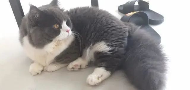 主人给u201c胖猫u201d洗澡，淋湿后发现猫咪u201c缩水u201d了：原来是虚胖_腾
讯新闻 - 猫 米