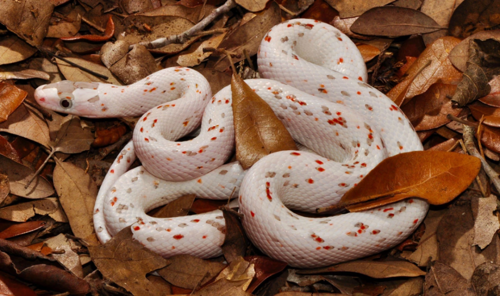 玉米蛇棕榈基因,你可能不知道的发现和命名故事!