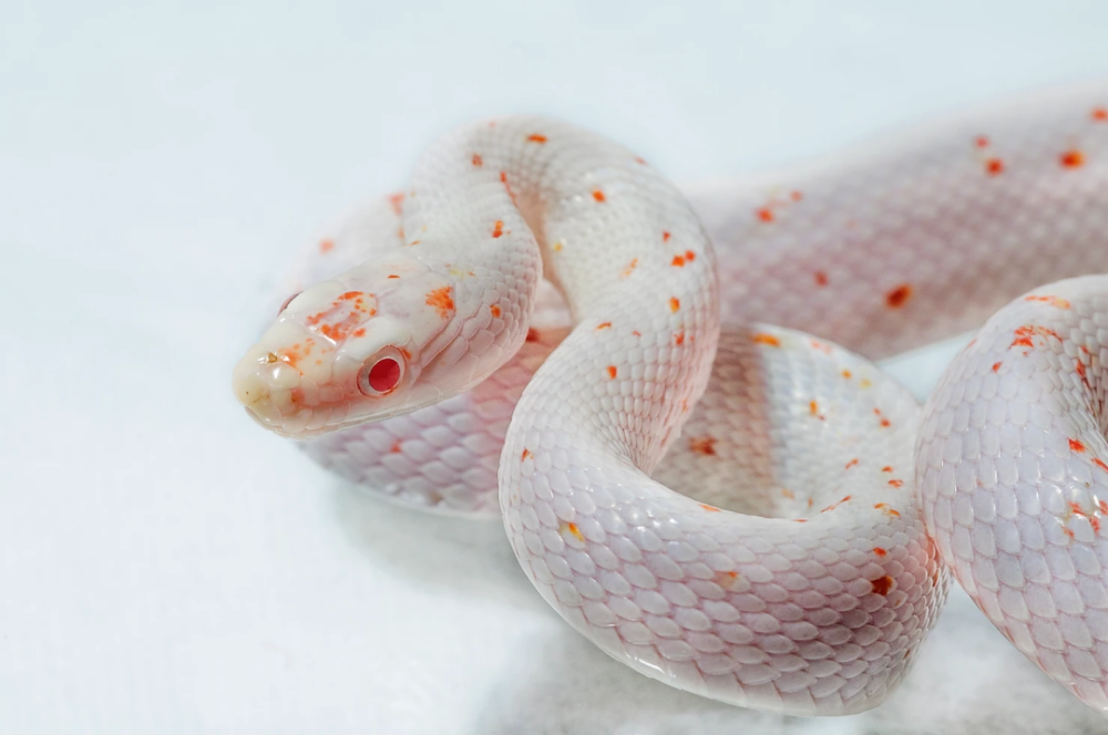 白化棕榈玉米蛇,albino palmetto corn snake  在两个具有相似形态