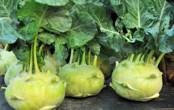 已经退出了野菜的历史舞台更指的是芜菁(俗称大头菜)和萝卜"采葑采菲