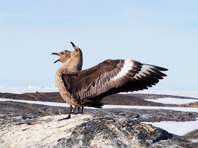 南极和北极都有的贼鸥