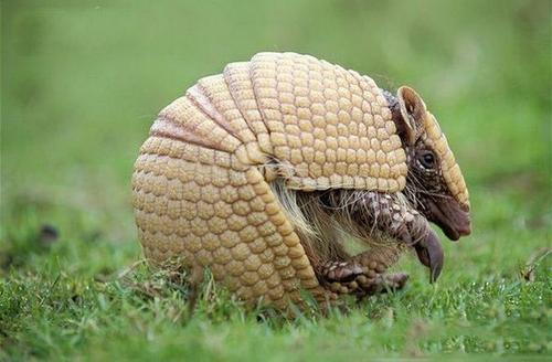 南美洲的特产动物犰狳