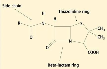 其中一种复合物称为青霉噻唑基团,是导致青霉素过敏的主要物质.