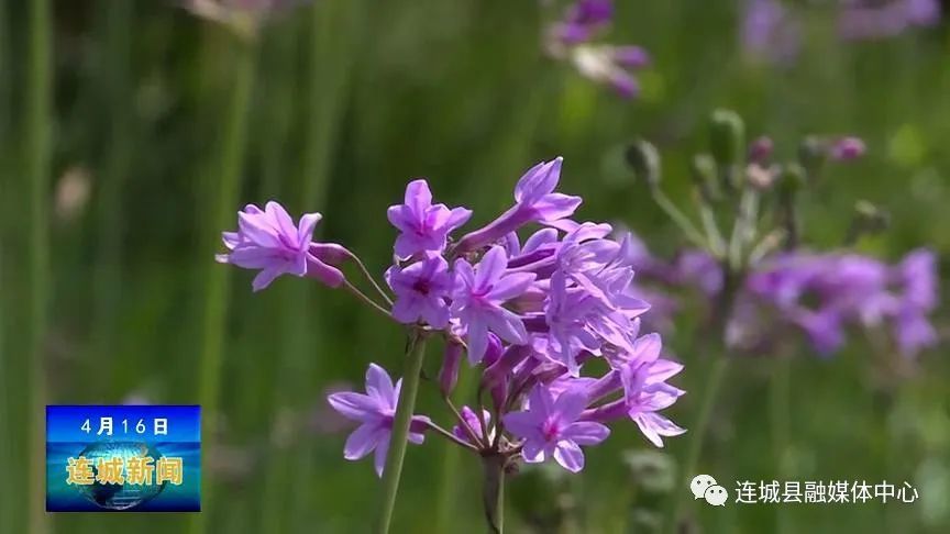 连城 紫娇花开娇艳明丽 腾讯新闻