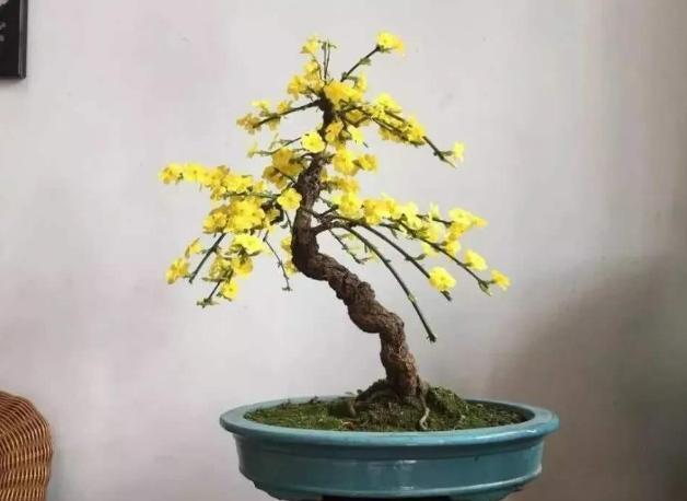 盆栽 地栽差别大 家里养迎春花盆景 3方面到位方能满树繁花 地栽 迎春花 花卉 盆栽 迎春花盆景