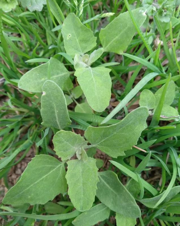 再不剜野菜我們都老了