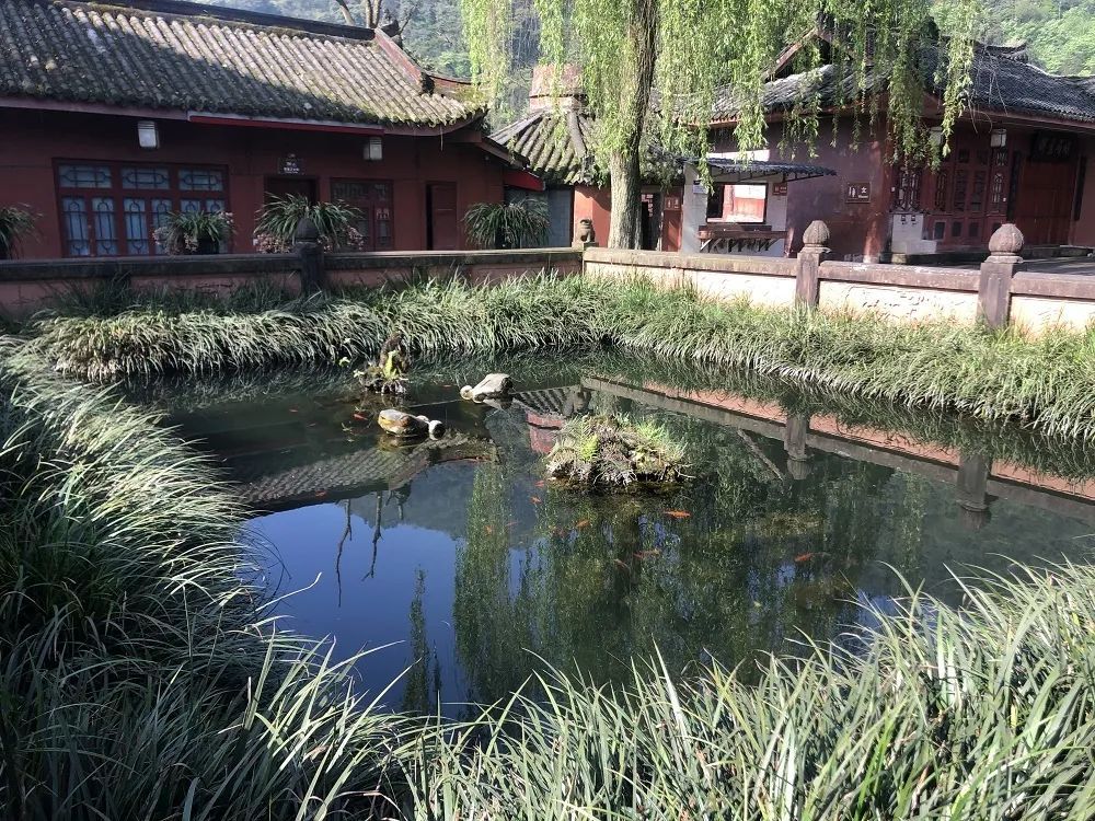 池内有只仙琴蛙万年寺后白水池里能欣赏到弹琴蛙的歌声它的鸣声清脆