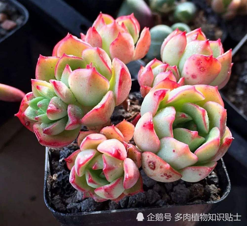 多肉植物新品种推荐,优雅美丽的澳洲月光女神