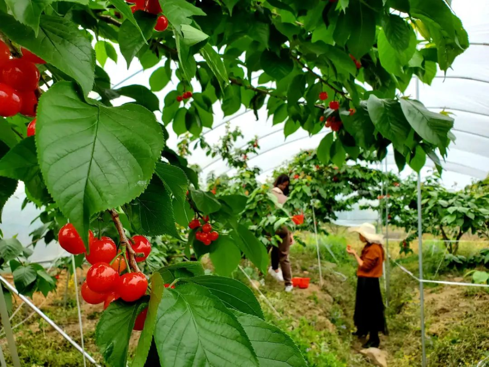 讨en桃!摘桑泡er!烧烤野餐!攻略奉上!周末千万不要宅在家!