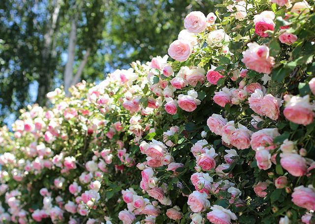 五颜六色的玫瑰花海,放眼远眺,总有一种爱丽丝梦游的仙境的意境.