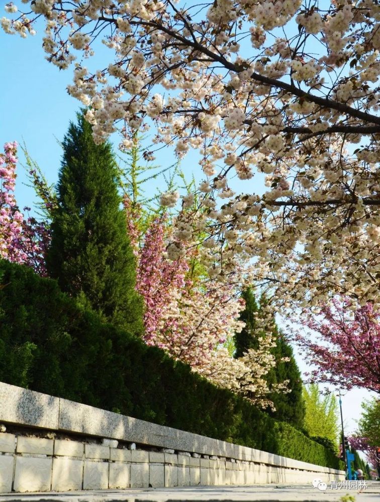 赏樱何必去武大青州樱花开满城