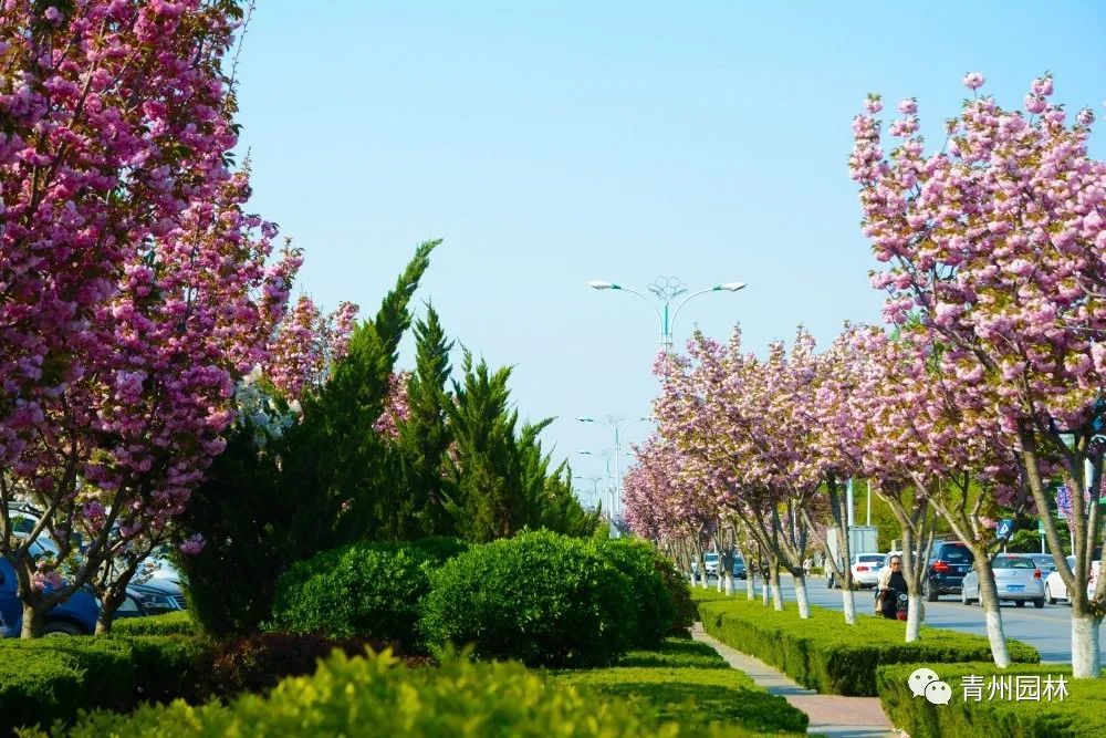 赏樱何必去武大青州樱花开满城