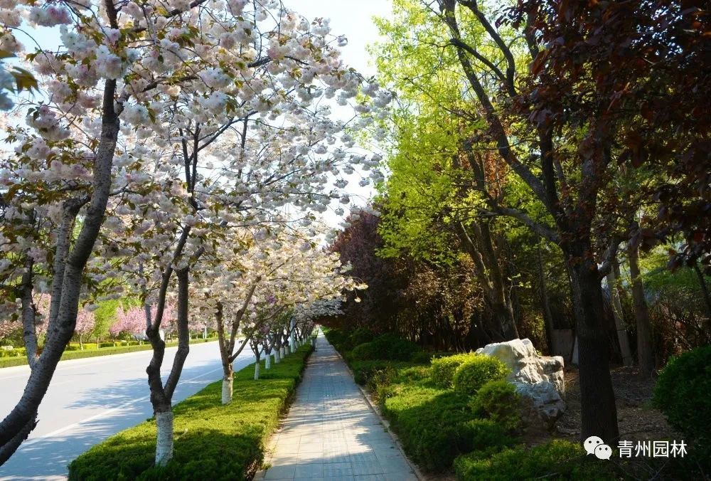 赏樱何必去武大青州樱花开满城