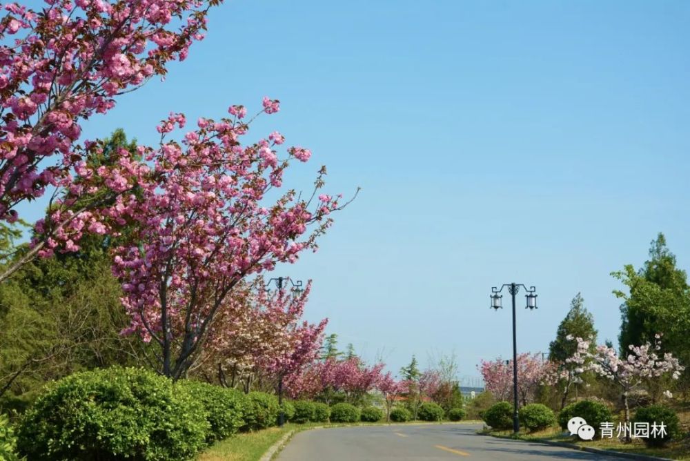 赏樱何必去武大青州樱花开满城