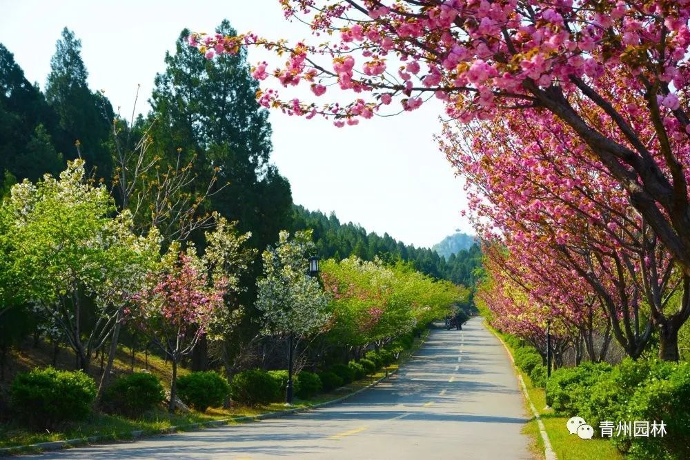 步行道圣水路驼山路范公亭路市府东巷樱花浪漫  庭院芬芳来源:青州市
