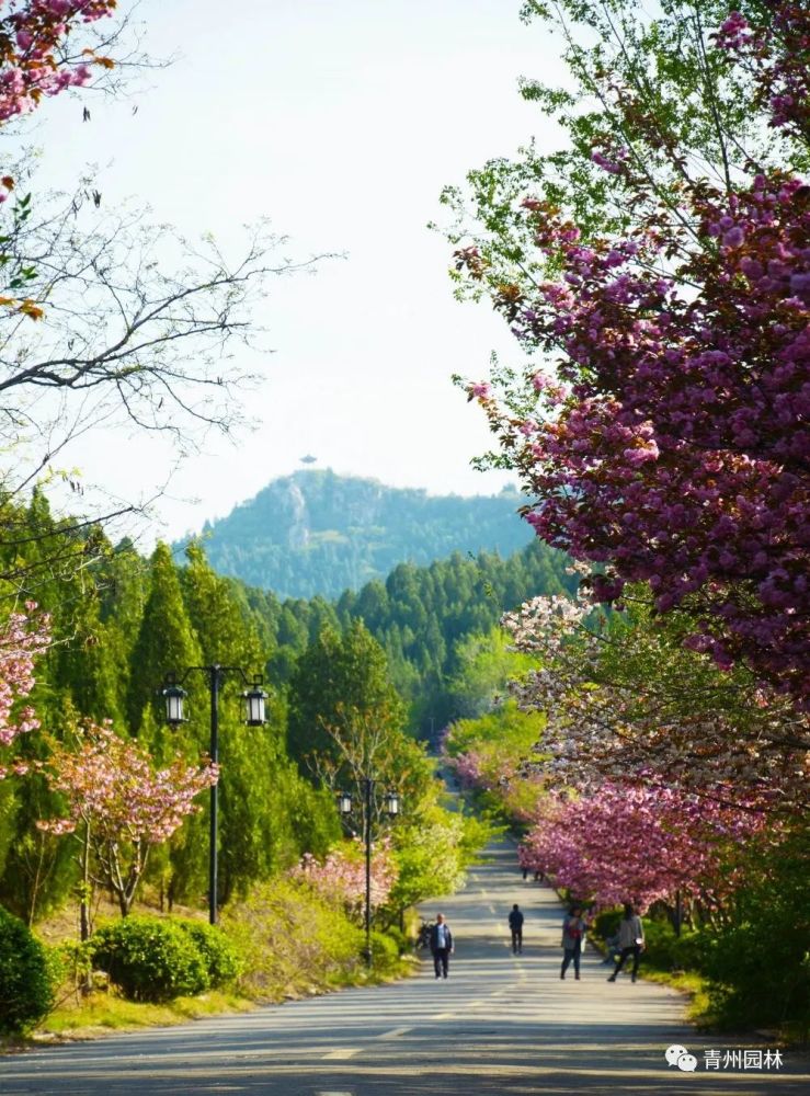 赏樱何必去武大青州樱花开满城