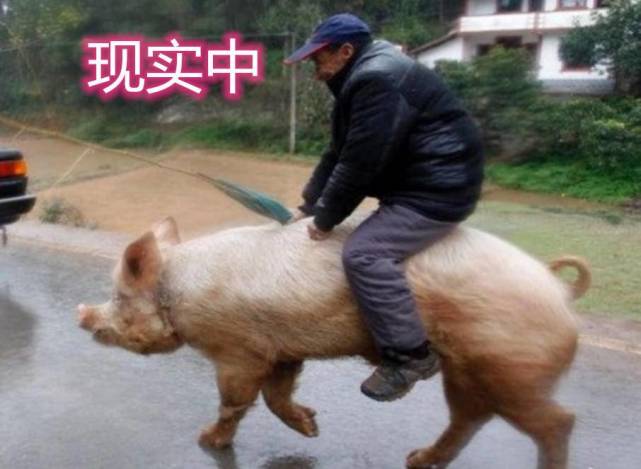 骑在猪身上的照片图片
