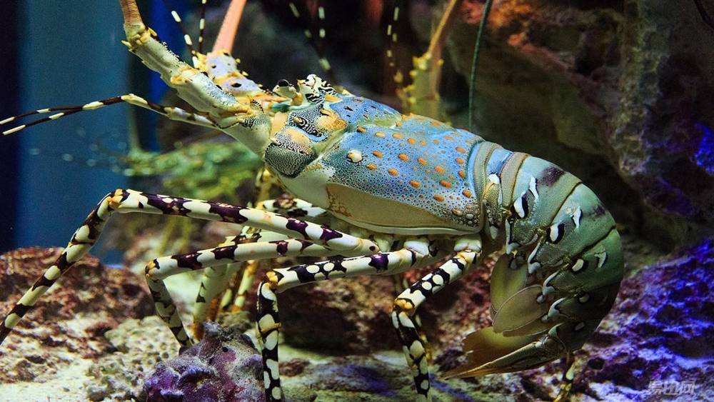 龙虾龙虾希望随着科技的发展,人们最终可以找到打开长生不老的迷之