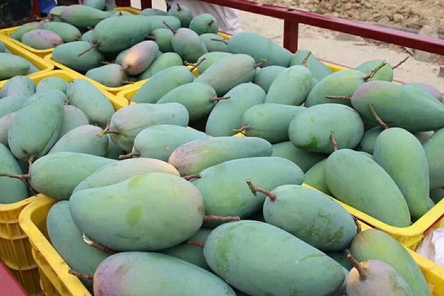 有4种芒果不要买,家里有的也别吃,水果店员工不会透漏给你