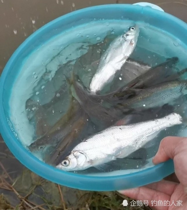 七星漂釣翹嘴魚,釣獲一盆長江野生翹嘴魚,最後野生魚全部放生