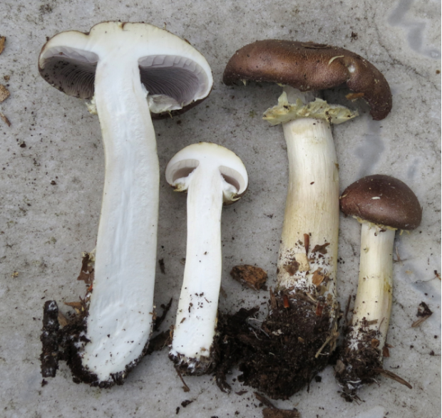 剖开大球盖菇露出白色菌肉外观大球盖菇最大个体的菌盖直径可达45厘米