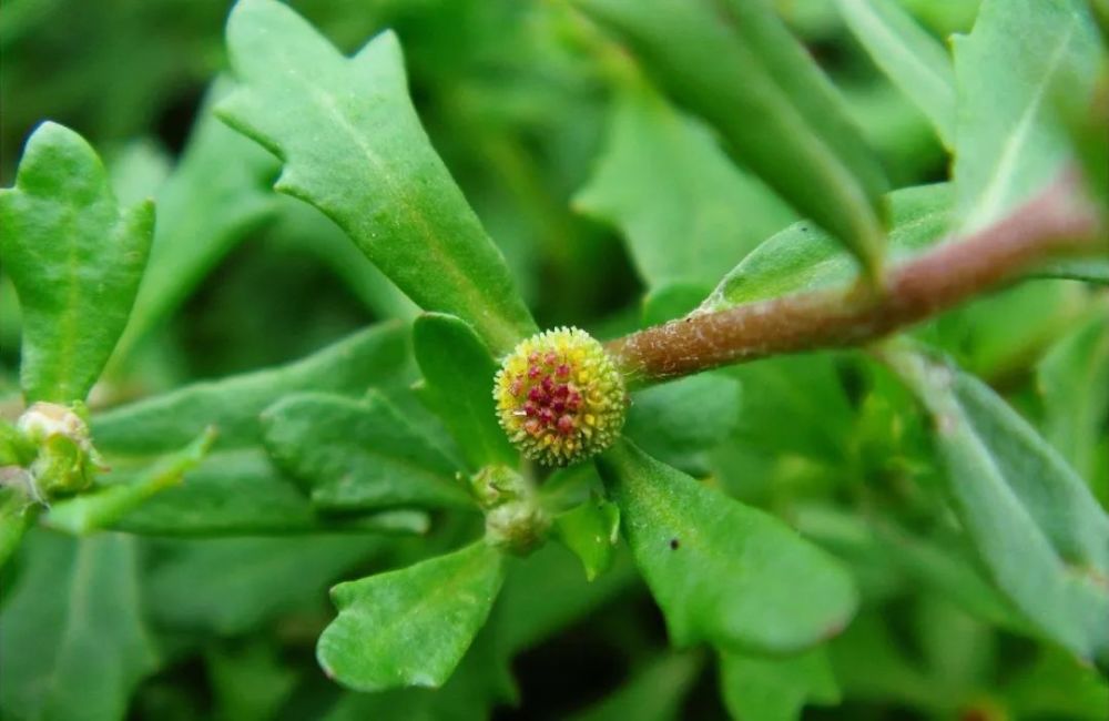 农村路边的野草,竟然治好了30年的鼻炎!