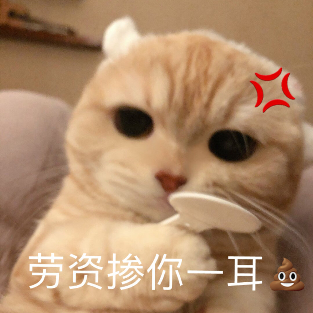 一组生气时的猫猫表情包爱了爱了