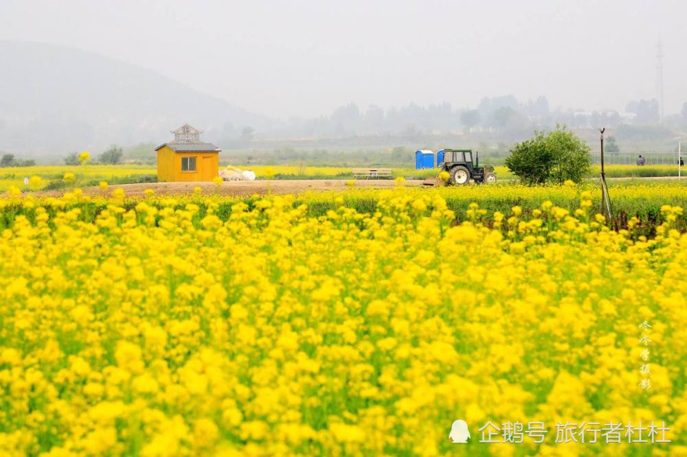 四月北京最美的風景-在對的時間和地點邂逅最美的油菜花