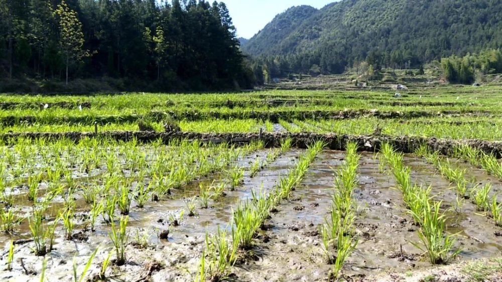 景宁大漈 茭白田里的增收 秘密 腾讯新闻